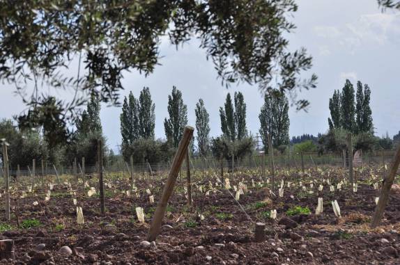 Parreiral na vinícola Florio, em Mendoza, na Argentina
